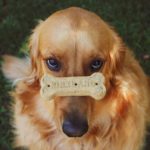 Best Dog Food For Golden Retrievers