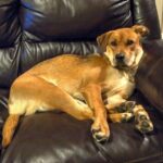 CBD For Dogs? NO!! Not When This Works Much Better