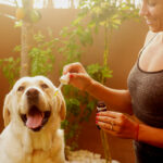 CBD For Dogs? NO!! Not When This Works Much Better